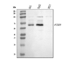 Invitrogen PCSK9 Polyclonal Antibody 100 &mu;g; Unconjugated:Antibodies,