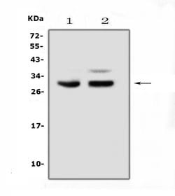 Invitrogen PDCD10 Polyclonal Antibody 100 &mu;g; Unconjugated:Antibodies,