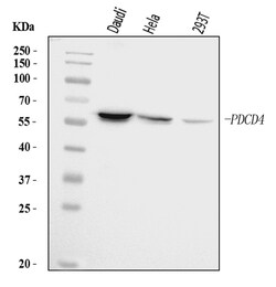 Invitrogen PDCD4 Polyclonal Antibody 100 &mu;g | Buy Online | Invitrogen&trade; | Fisher Scientific
