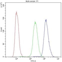 Invitrogen PDE4D Polyclonal Antibody 100 &mu;g; Unconjugated:Antibodies,