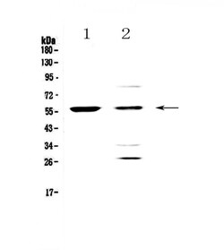 Invitrogen PDK1 Polyclonal Antibody 100 &mu;g | Buy Online | Invitrogen&trade; | Fisher Scientific