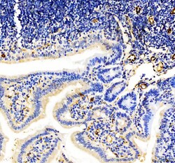 Invitrogen CD31 (PECAM-1) Polyclonal Antibody 100 &mu;g | Buy Online | Invitrogen&trade; | Fisher Scientific