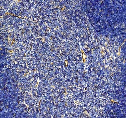 Invitrogen CD31 (PECAM-1) Polyclonal Antibody 100 &mu;g | Buy Online | Invitrogen&trade; | Fisher Scientific