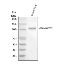 Invitrogen CD31 (PECAM-1) Polyclonal Antibody 100 &mu;g | Buy Online | Invitrogen&trade; | Fisher Scientific