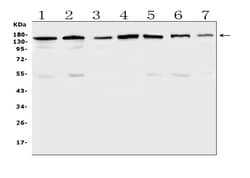 Invitrogen PER3 Polyclonal Antibody 100 &mu;g; Unconjugated:Antibodies,