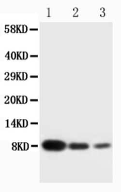 Invitrogen PF4 Polyclonal Antibody 100 &mu;g; Unconjugated:Antibodies,
