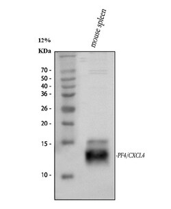 Invitrogen PF4 Polyclonal Antibody 100 &mu;g | Buy Online | Invitrogen&trade; | Fisher Scientific