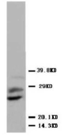 PGF Rabbit anti-Human, Polyclonal, Invitrogen 100 &mu;g Unconjugated:Antibodies,