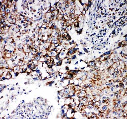 Invitrogen REA Polyclonal Antibody 100 &mu;g; Unconjugated:Antibodies,
