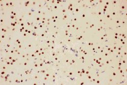 Invitrogen PIAS1 Polyclonal Antibody 100 &mu;g; Unconjugated:Antibodies,