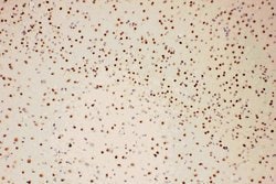 Invitrogen PIAS1 Polyclonal Antibody 100 &mu;g; Unconjugated:Antibodies,