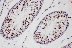 Invitrogen PIAS1 Polyclonal Antibody 100 &mu;g; Unconjugated:Antibodies,