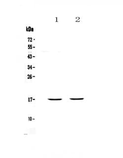 Invitrogen PLAC9 Polyclonal Antibody 100 &mu;g; Unconjugated:Antibodies,