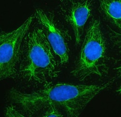 Invitrogen&trade;&nbsp;Plectin Polyclonal Antibody