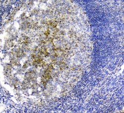 Invitrogen PLK2 Polyclonal Antibody 100 &mu;g; Unconjugated:Antibodies,