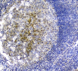 Invitrogen PLK2 Polyclonal Antibody 100 &mu;g; Unconjugated:Antibodies,