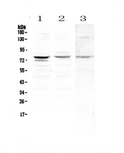 Invitrogen PLK2 Polyclonal Antibody 100 &mu;g; Unconjugated:Antibodies,