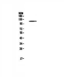 Invitrogen PMS2 Polyclonal Antibody 100 &mu;g; Unconjugated:Antibodies,