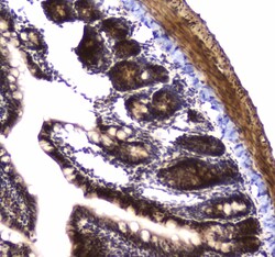 Invitrogen POLR2A Polyclonal Antibody 100 &mu;g; Unconjugated:Antibodies,