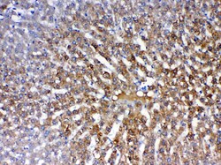 Invitrogen PON1 Polyclonal Antibody 100 &mu;g; Unconjugated:Antibodies,