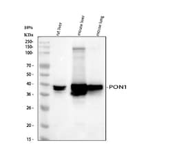 Invitrogen PON1 Polyclonal Antibody 100 &mu;g; Unconjugated:Antibodies,