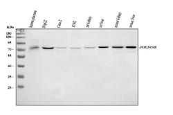 Invitrogen Cytochrome P450 Reductase Polyclonal Antibody 100 &mu;g | Buy Online | Invitrogen&trade; | Fisher Scientific