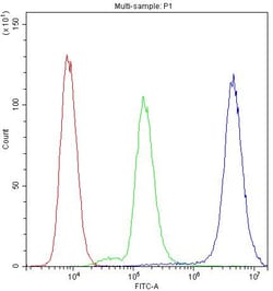 Invitrogen MYPT1 Polyclonal Antibody 100 &mu;g | Buy Online | Invitrogen&trade; | Fisher Scientific