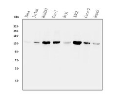 Invitrogen MYPT1 Polyclonal Antibody 100 &mu;g | Buy Online | Invitrogen&trade; | Fisher Scientific