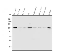 Invitrogen MYPT1 Polyclonal Antibody 100 &mu;g | Buy Online | Invitrogen&trade; | Fisher Scientific
