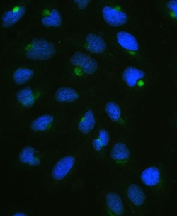 Invitrogen CPI-17 Polyclonal Antibody 100 &mu;g; Unconjugated:Antibodies,