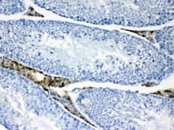 Invitrogen CPI-17 Polyclonal Antibody 100 &mu;g; Unconjugated:Antibodies,