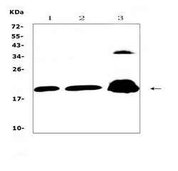 Invitrogen CPI-17 Polyclonal Antibody 100 &mu;g; Unconjugated:Antibodies,