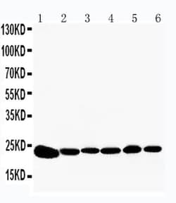 Invitrogen PRDX2 Polyclonal Antibody 100 &mu;g; Unconjugated:Antibodies,