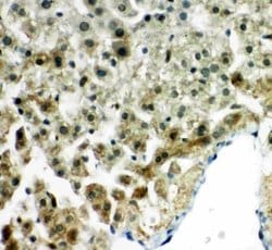 Invitrogen PRDX5 Polyclonal Antibody 100 &mu;g; Unconjugated:Antibodies,