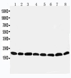 Invitrogen PRDX5 Polyclonal Antibody 100 &mu;g; Unconjugated:Antibodies,