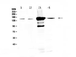 Invitrogen PRX Polyclonal Antibody 100 &mu;g; Unconjugated:Antibodies,