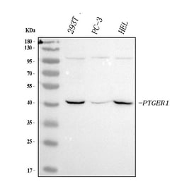 Invitrogen Prostaglandin E Receptor EP1 Polyclonal Antibody 100 &mu;g | Buy Online | Invitrogen&trade; | Fisher Scientific