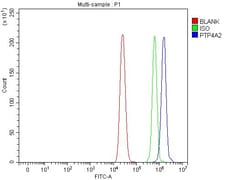 Invitrogen PTP4A2 Polyclonal Antibody 100 &mu;g; Unconjugated:Antibodies,