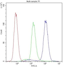 Invitrogen PTP4A2 Polyclonal Antibody 100 &mu;g; Unconjugated:Antibodies,