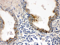 Invitrogen PTP4A2 Polyclonal Antibody 100 &mu;g; Unconjugated:Antibodies,