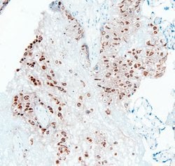 Invitrogen PTP1B Polyclonal Antibody 100 &mu;g; Unconjugated:Antibodies,
