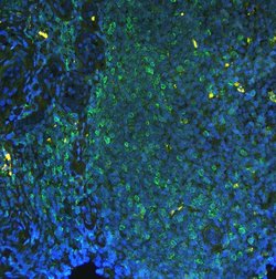 Invitrogen PTP1B Polyclonal Antibody 100 &mu;g; Unconjugated:Antibodies,