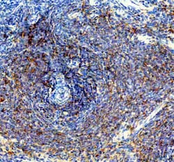 Invitrogen PTP1B Polyclonal Antibody 100 &mu;g; Unconjugated:Antibodies,