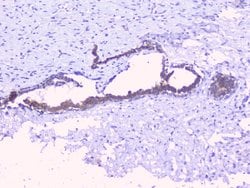 Invitrogen PTP1B Polyclonal Antibody 100 &mu;g; Unconjugated:Antibodies,