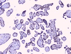 Invitrogen PTP1B Polyclonal Antibody 100 &mu;g; Unconjugated:Antibodies,