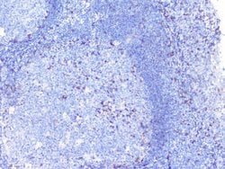 Invitrogen PTP1B Polyclonal Antibody 100 &mu;g; Unconjugated:Antibodies,