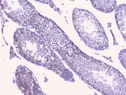 Invitrogen PTP1B Polyclonal Antibody 100 &mu;g; Unconjugated:Antibodies,