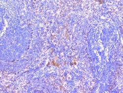 Invitrogen PTP1B Polyclonal Antibody 100 &mu;g; Unconjugated:Antibodies,