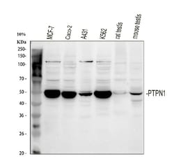 Invitrogen PTP1B Polyclonal Antibody 100 &mu;g; Unconjugated:Antibodies,