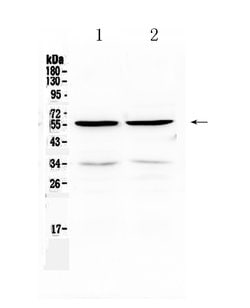Invitrogen PTP1B Polyclonal Antibody 100 &mu;g; Unconjugated:Antibodies,